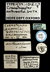 Crematogaster (Crematogaster) anthracina • All Rights Reserved Museum Label