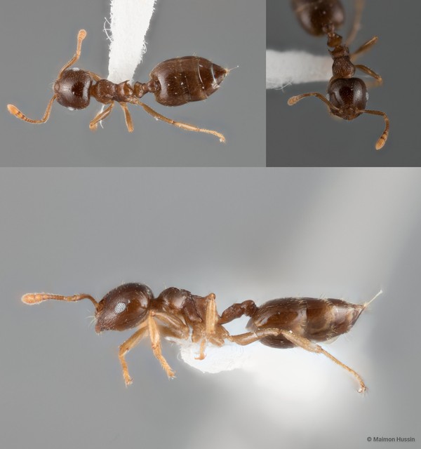 Crematogaster subnuda discinodis • © Maimon Hussin • All Rights Reserved