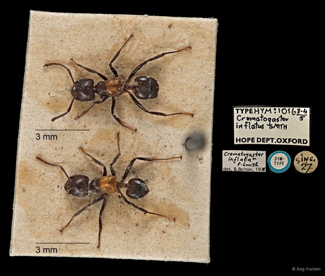 Crematogaster (Crematogaster) inflata • © Ang Yuchen • All Rights Reserved