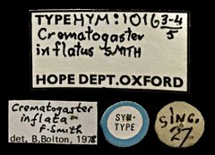 Crematogaster (Crematogaster) inflata • All Rights Reserved Museum Label