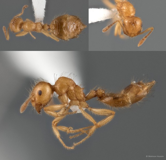 Crematogaster (Orthocrema) myops • © Maimon Hussin • All Rights Reserved