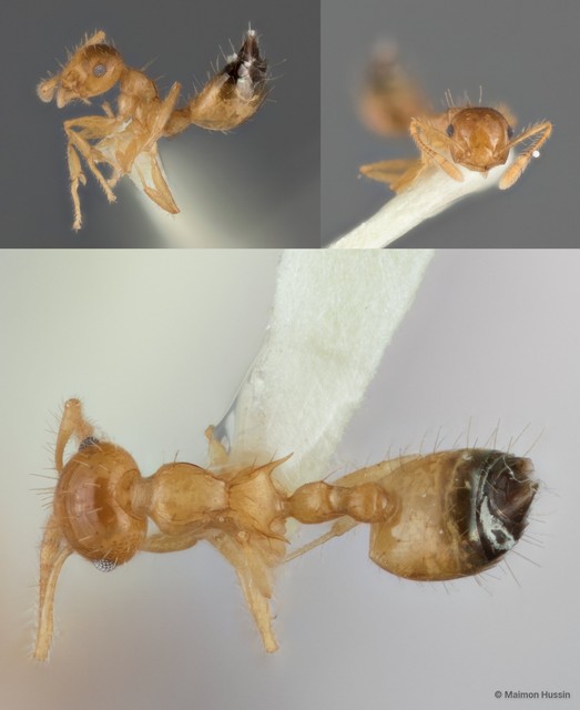 Crematogaster (Orthocrema) quadriruga • © Maimon Hussin • All Rights Reserved