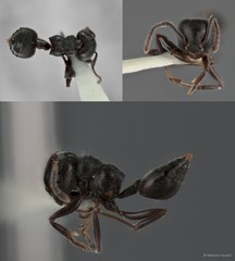 Crematogaster (Crematogaster) sewardi