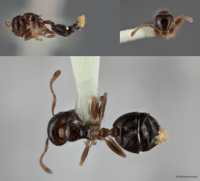 Crematogaster (Crematogaster) treubi • © Maimon Hussin • All Rights Reserved