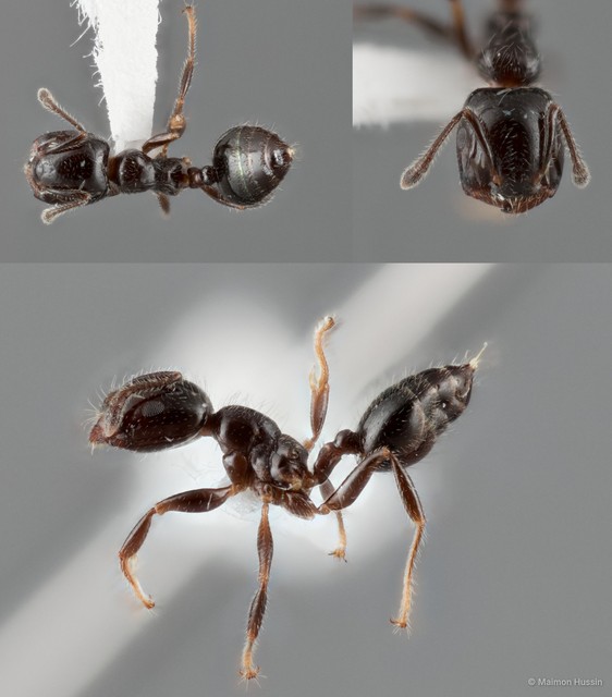 Crematogaster yappi • © Maimon Hussin • All Rights Reserved