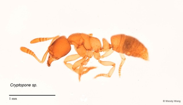 Cryptopone sp. "6030ad6e" • © Wendy Wang • All Rights Reserved