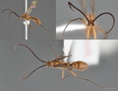 Diacamma pallidum • © Maimon Hussin • All Rights Reserved