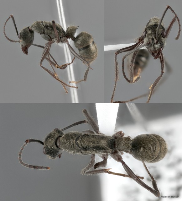 Diacamma pallidum