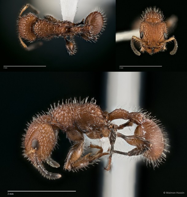 Dilobocondyla sp. "ZRC_HYM0000609" • © Maimon Hussin • All Rights Reserved
