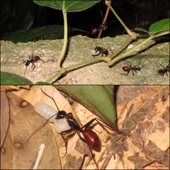 Dinomyrmex gigas