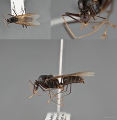 Dinomyrmex gigas • © Maimon Hussin • All Rights Reserved