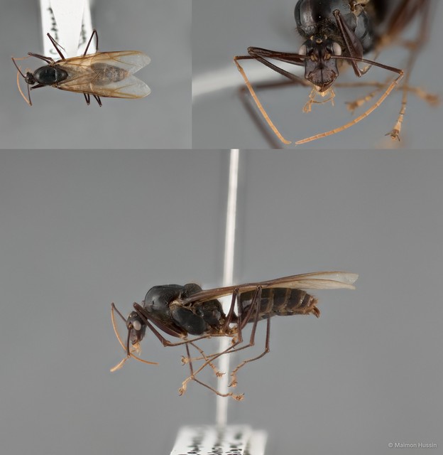 Dinomyrmex gigas