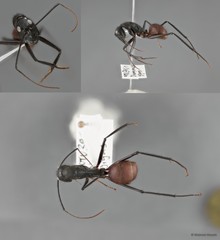 Dinomyrmex gigas • © Maimon Hussin • All Rights Reserved