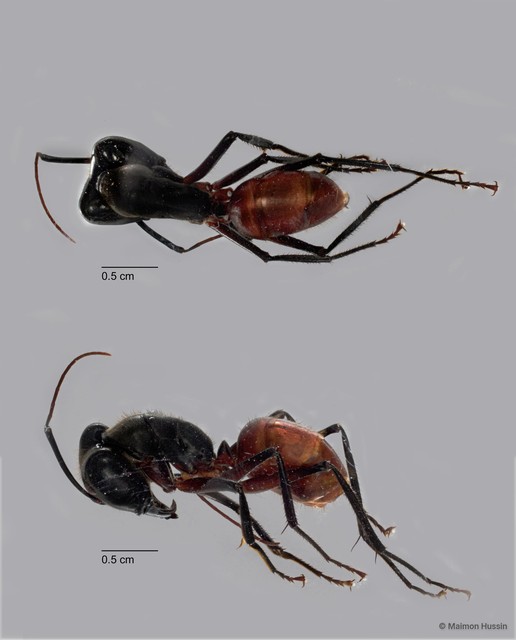 Dinomyrmex gigas