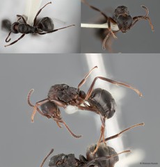 Dolichoderus thoracicus