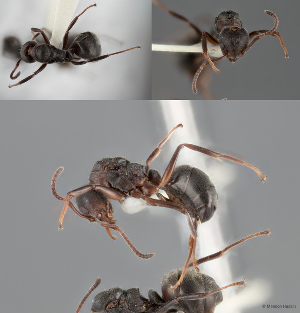 Dolichoderus thoracicus • © Maimon Hussin • All Rights Reserved