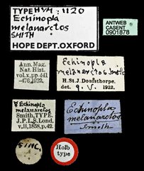 Echinopla melanarctos • All Rights Reserved Museum Label