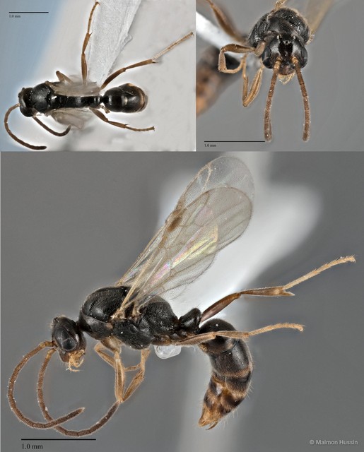 Euponera sp. "1_WW" • © Maimon Hussin • All Rights Reserved
