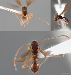 Eurhopalothrix sp. "DHM_ZRC_HYM_0000029" • © Maimon Hussin • All Rights Reserved