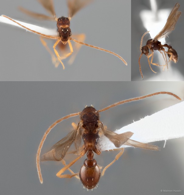 Eurhopalothrix sp. "DHM_ZRC_HYM_0000029"