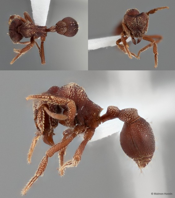 Eurhopalothrix sp. "DHM_ZRC_HYM_0000029" • © Maimon Hussin • All Rights Reserved