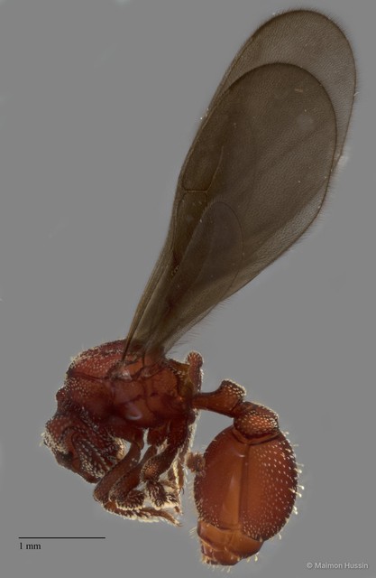 Eurhopalothrix heliscata • © Maimon Hussin • All Rights Reserved