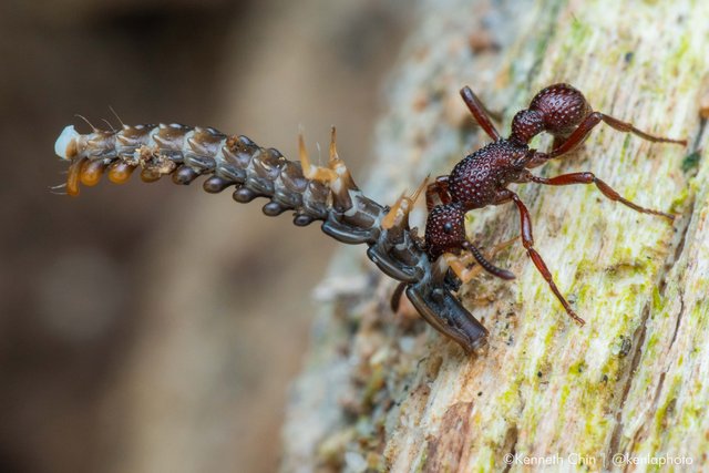 Gnamptogenys sp. "108f7a27" • © Kenneth Chin • All Rights Reserved