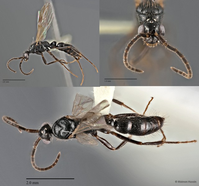 Leptogenys sp. "(kraepelini group)" • © Maimon Hussin • All Rights Reserved
