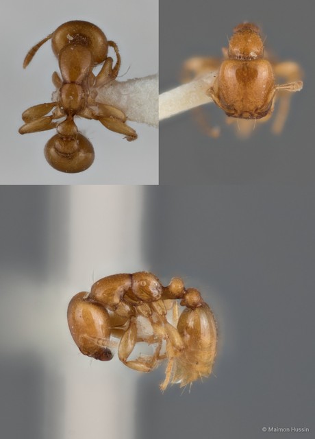 Liomyrmex gestroi • © Maimon Hussin • All Rights Reserved