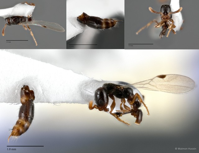 Lioponera sp. "cf. longitarsus" • © Maimon Hussin • All Rights Reserved