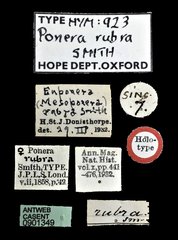 Mesoponera rubra • All Rights Reserved Museum Label
