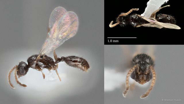 Monomorium sp. "1_SKY" • © Maimon Hussin • All Rights Reserved