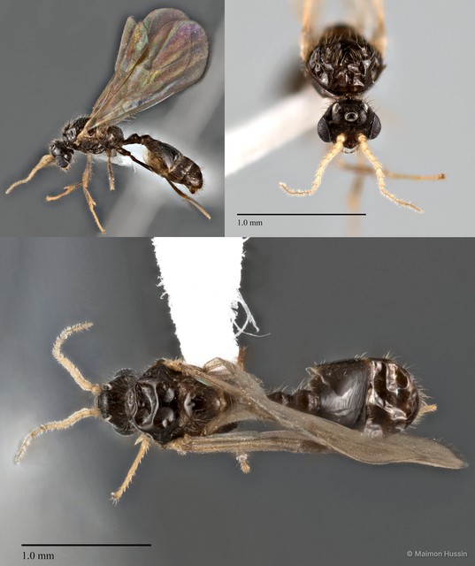 Monomorium sp. "1_WW" • © Maimon Hussin • All Rights Reserved