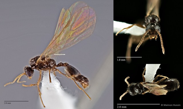 Monomorium sp. "2_WW" • © Maimon Hussin • All Rights Reserved