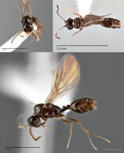 Monomorium sp. "cf. 1_SKY" • © Maimon Hussin • All Rights Reserved