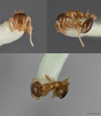 Monomorium floricola