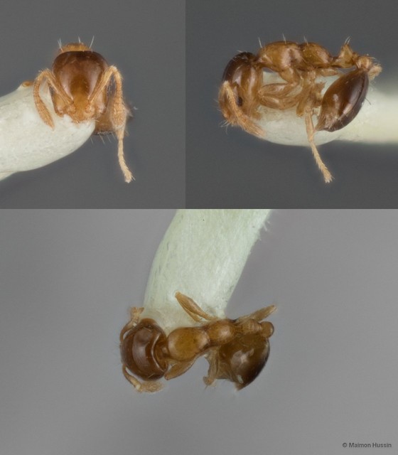 Monomorium floricola • © Maimon Hussin • All Rights Reserved