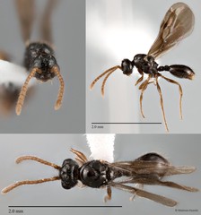 Myrmecina sp. "2 ZRCBDP0043861"