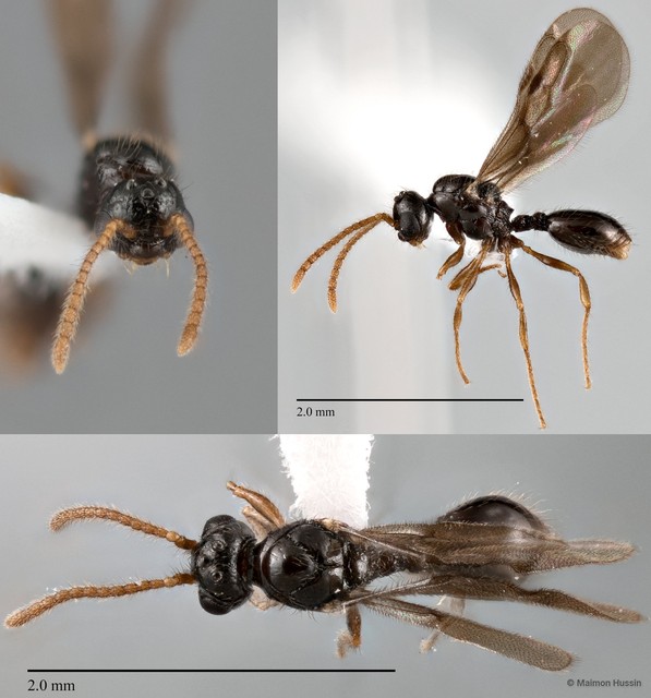 Myrmecina sp. "2 ZRCBDP0043861" • © Maimon Hussin • All Rights Reserved