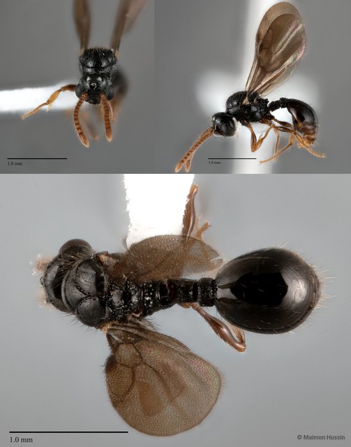 Myrmecina sp. "ZRCBDP0043857" • © Maimon Hussin • All Rights Reserved