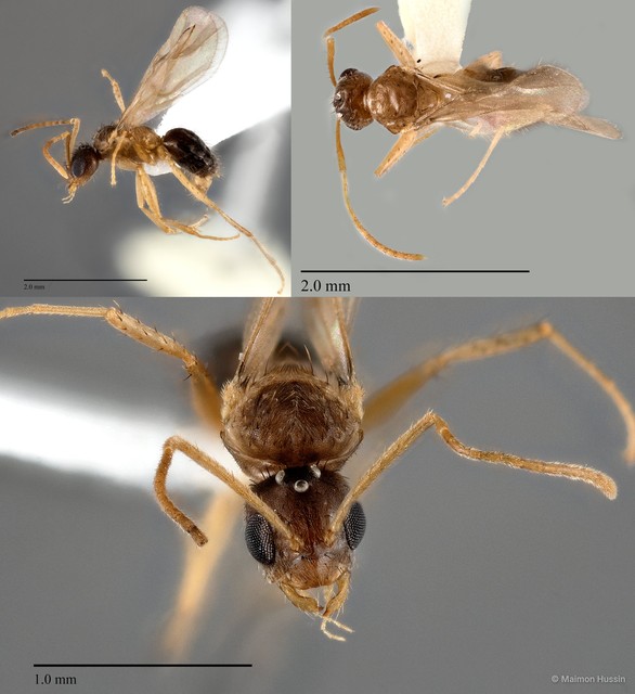 Nylanderia sp. "1_WW" • © Maimon Hussin • All Rights Reserved