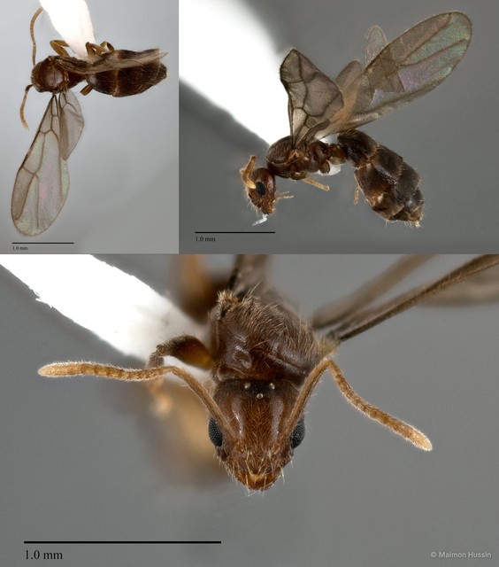 Nylanderia sp. "2_WW" • © Maimon Hussin • All Rights Reserved