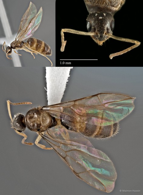 Nylanderia sp. "24_WW" • © Maimon Hussin • All Rights Reserved