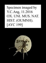 Nylanderia sp. "AYC 199" • All Rights Reserved Museum Label