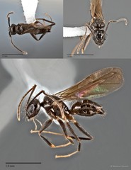 Nylanderia sp. "cf. 15_SKY"