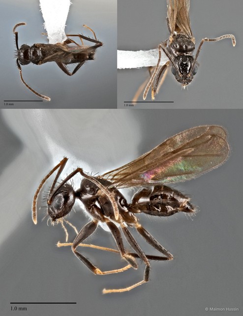 Nylanderia sp. "cf. 15_SKY" • © Maimon Hussin • All Rights Reserved