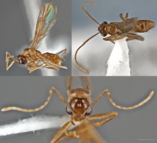 Nylanderia sp. "cf. 5_SKY" • © Maimon Hussin • All Rights Reserved