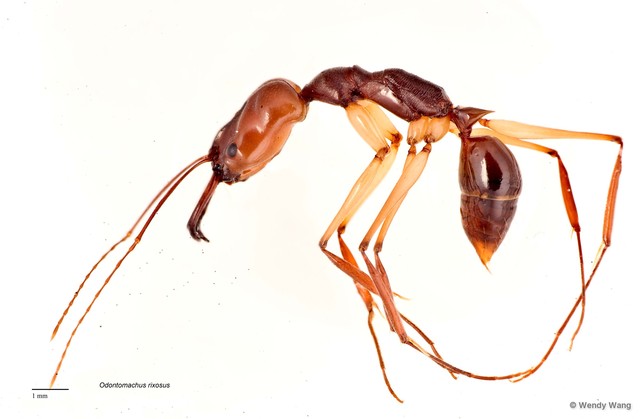 Odontomachus rixosus • © Wendy Wang • All Rights Reserved