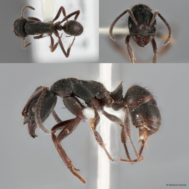 Odontoponera denticulata • © Maimon Hussin • All Rights Reserved