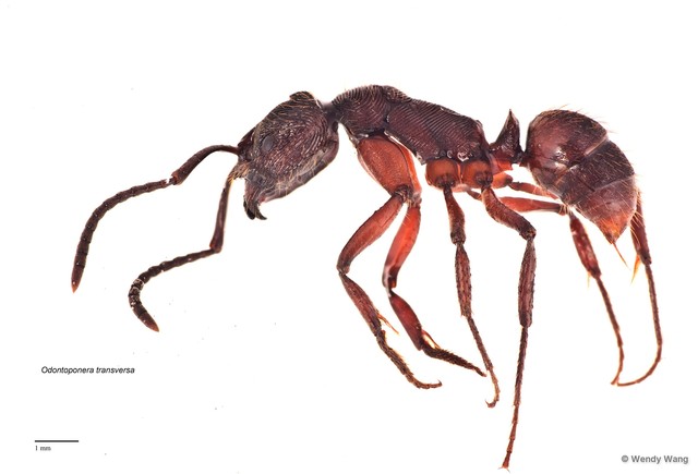 Odontoponera transversa • © Wendy Wang • All Rights Reserved